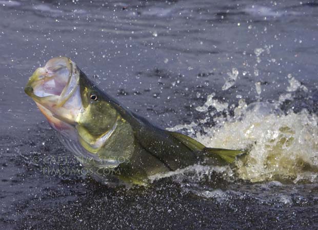 snook fishing guide fort pierce