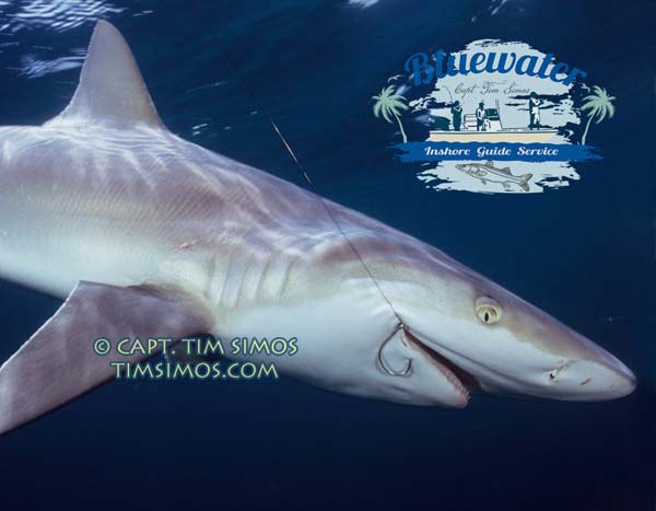 shark fishing guide Fort Pierce