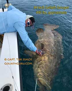 Goliath Grouper charter fishing Ft. Pierce