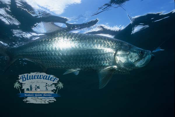 tarpon fishing guide Fort Pierce