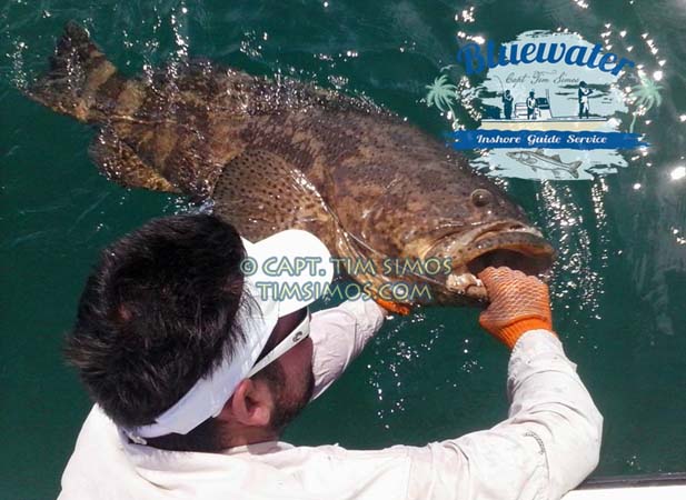 goliath grouper guide fort pierce