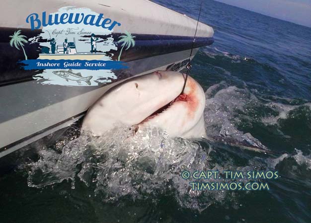 shark fishing guide fort pierce